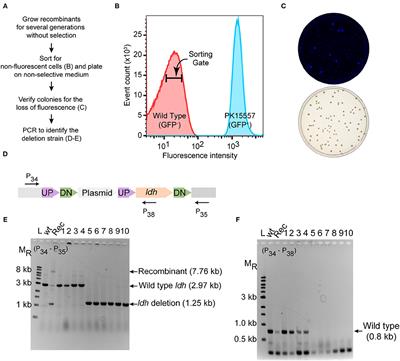 Corrigendum: A Markerless Method for Genome Engineering in Zymomonas mobilis ZM4